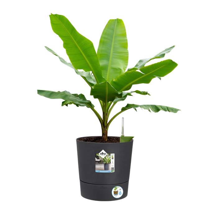 greensense aqua care rund 30cm holzkohlengrau